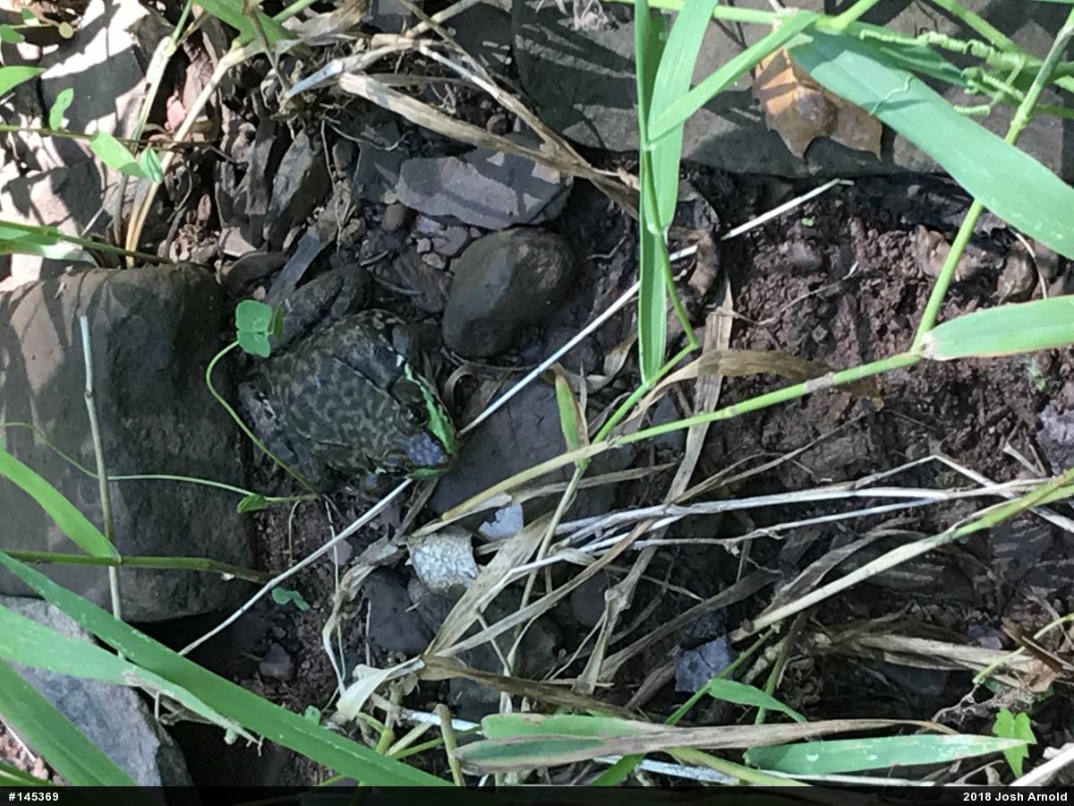 Green Frog