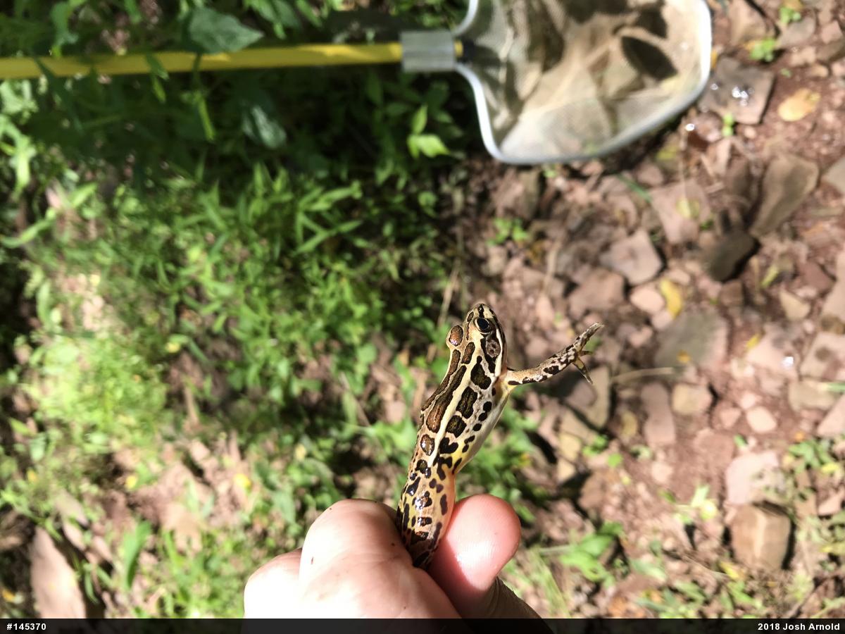 Pickerel Frog