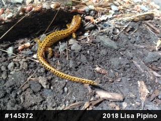 Eastern Long-tailed Salamander