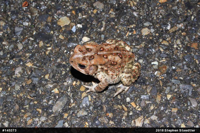 Eastern American Toad