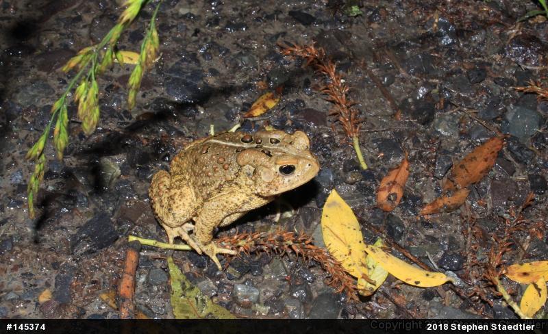 Eastern American Toad