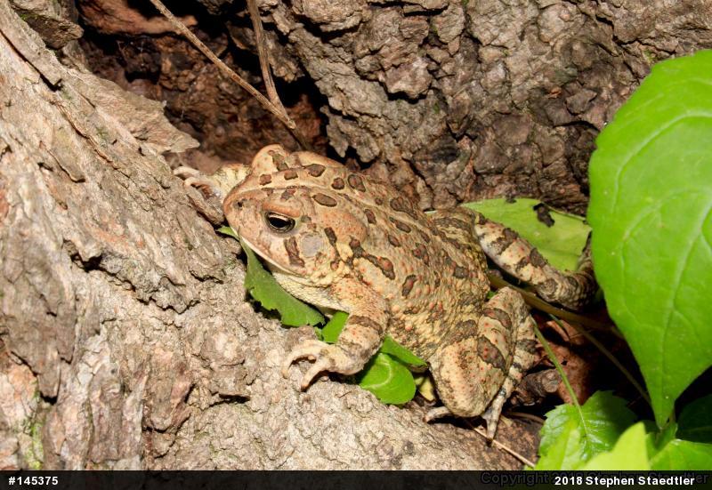 Fowler's Toad