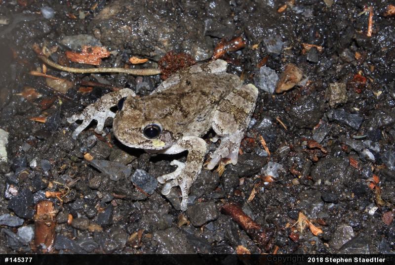 Unknown Gray Treefrog