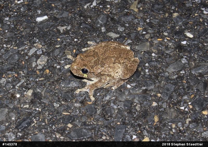 Unknown Gray Treefrog