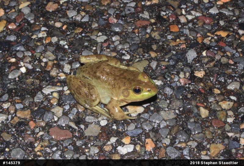 American Bullfrog