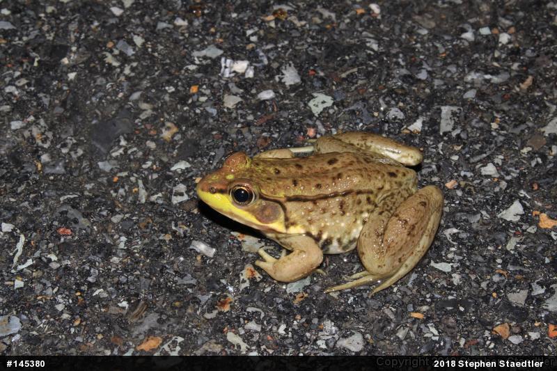 Green Frog