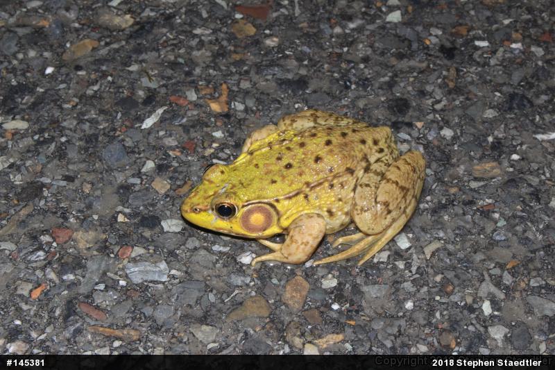 Green Frog