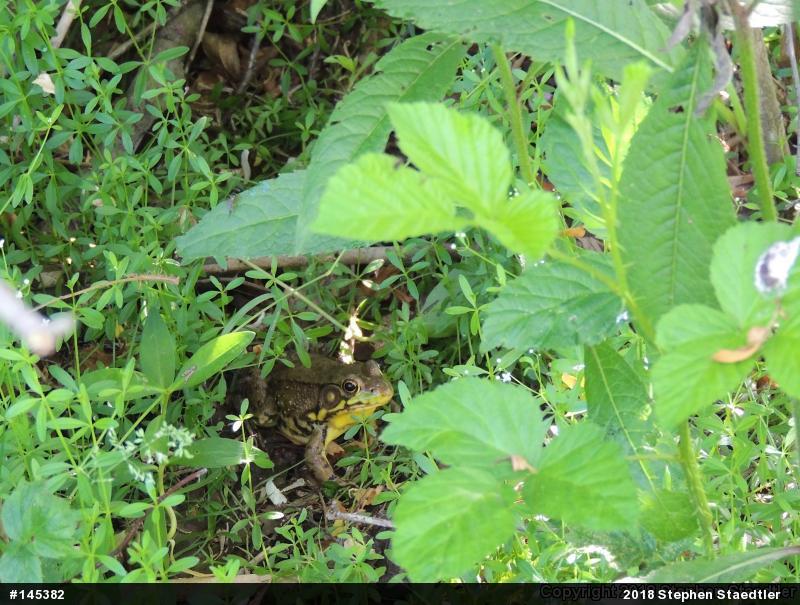Green Frog