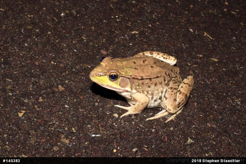 Green Frog