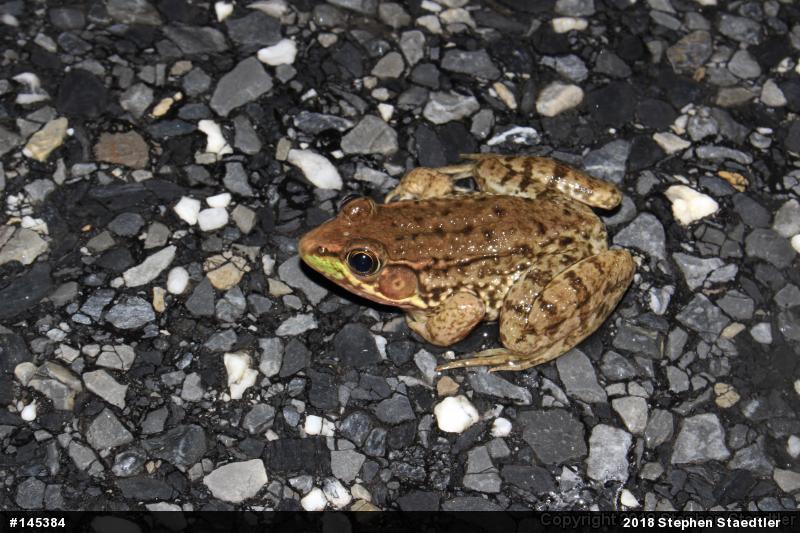 Green Frog