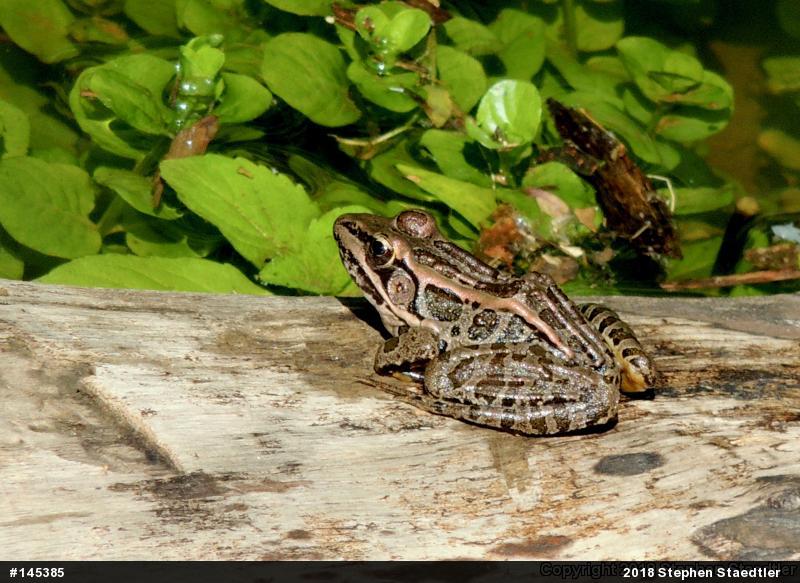 Pickerel Frog