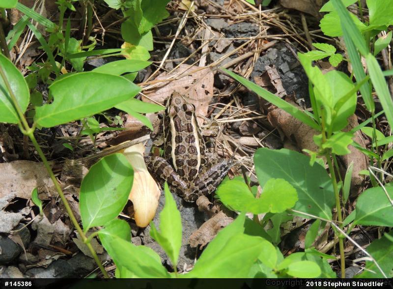 Pickerel Frog