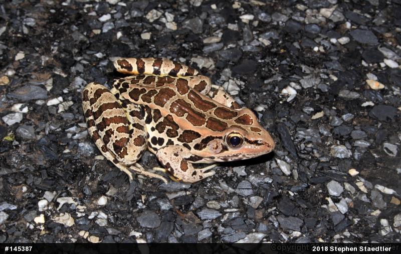Pickerel Frog