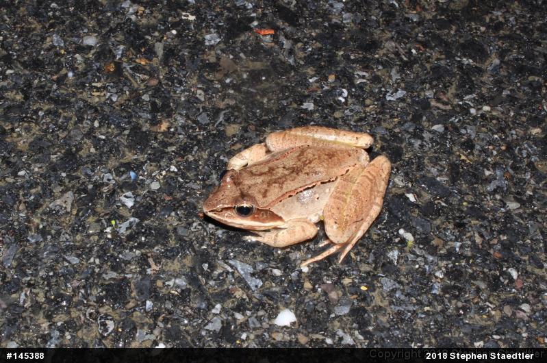 Wood Frog