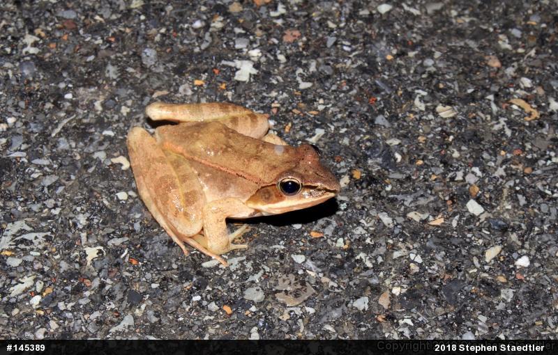 Wood Frog