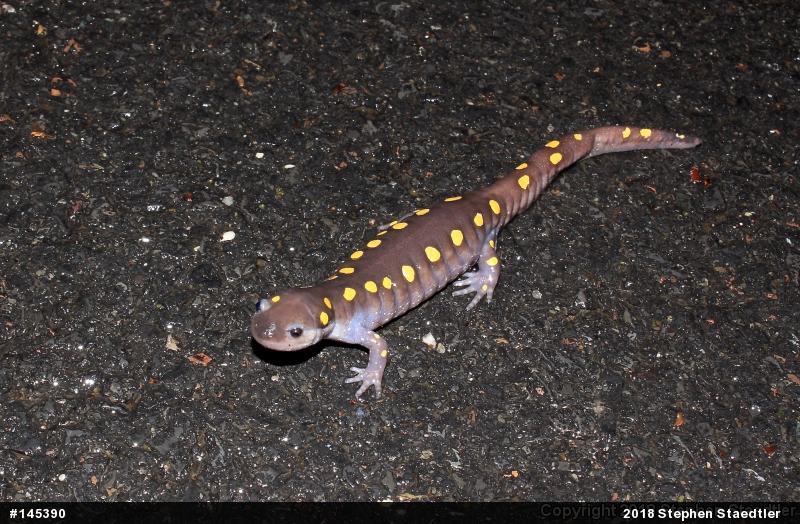 Spotted Salamander