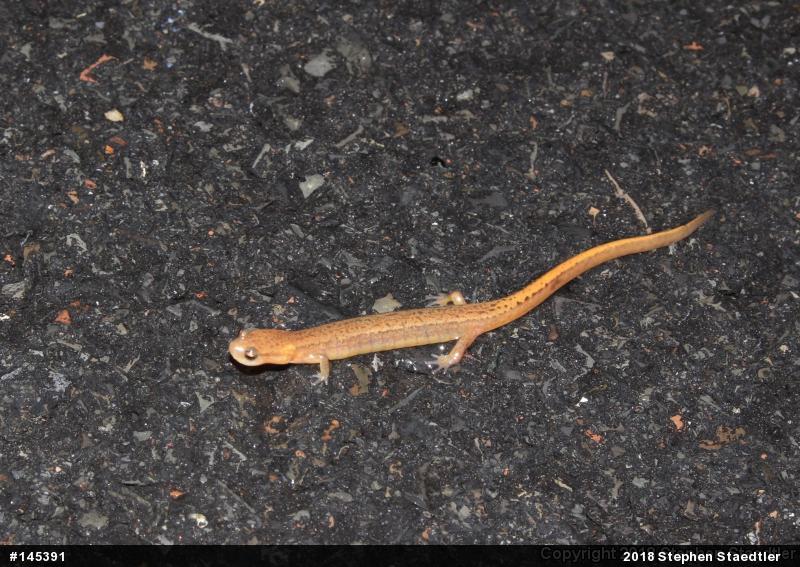 Northern Two-lined Salamander