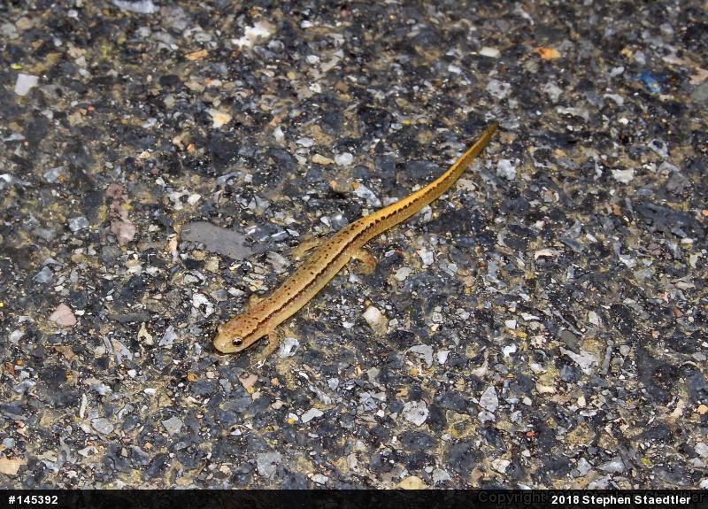 Northern Two-lined Salamander