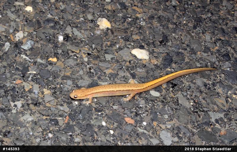 Northern Two-lined Salamander