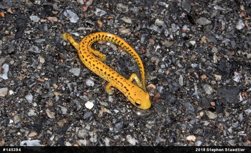 Eastern Long-tailed Salamander