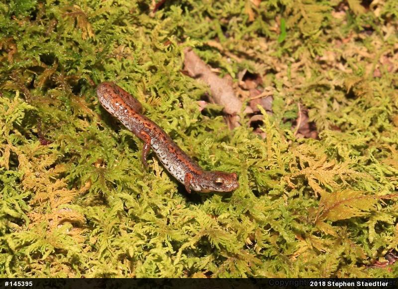 Four-toed Salamander