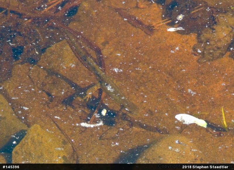 Red-spotted Newt