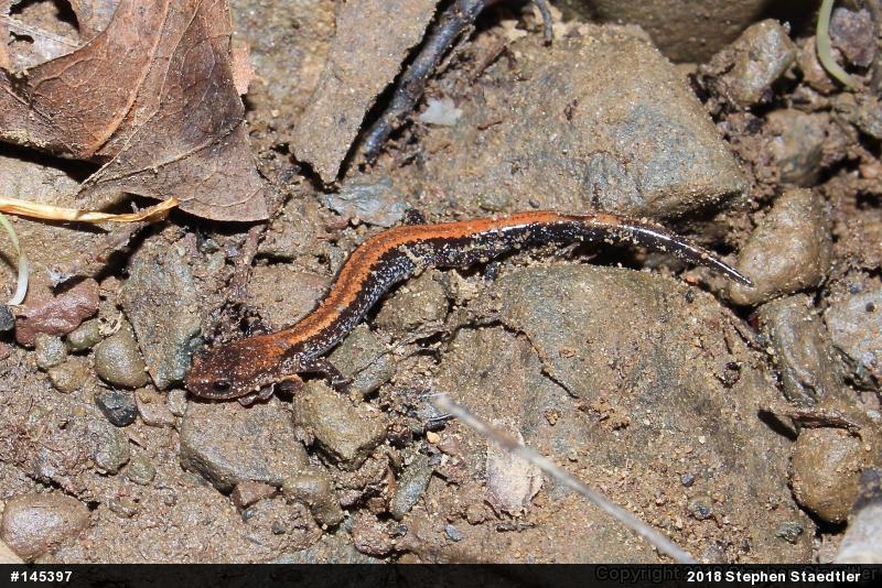 Eastern Red-backed  Salamander
