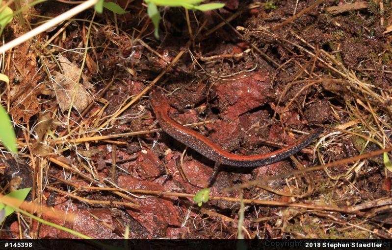 Eastern Red-backed  Salamander
