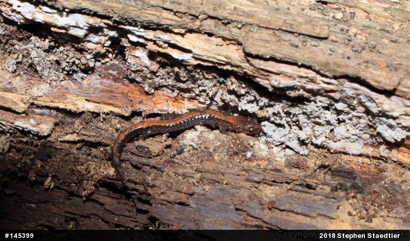 Eastern Red-backed  Salamander