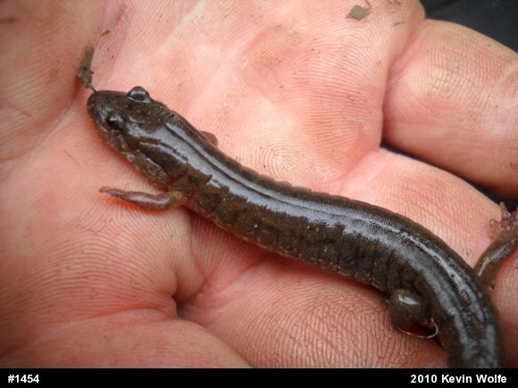 Northern Dusky Salamander