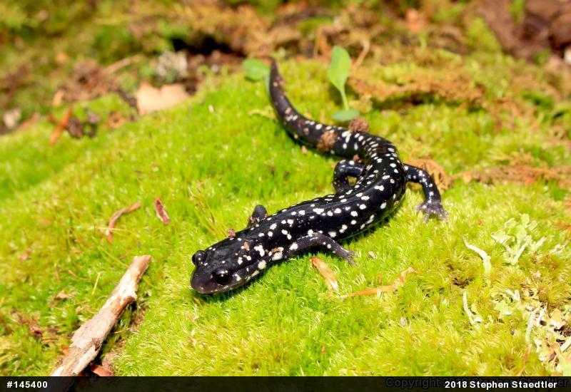 Northern Slimy Salamander