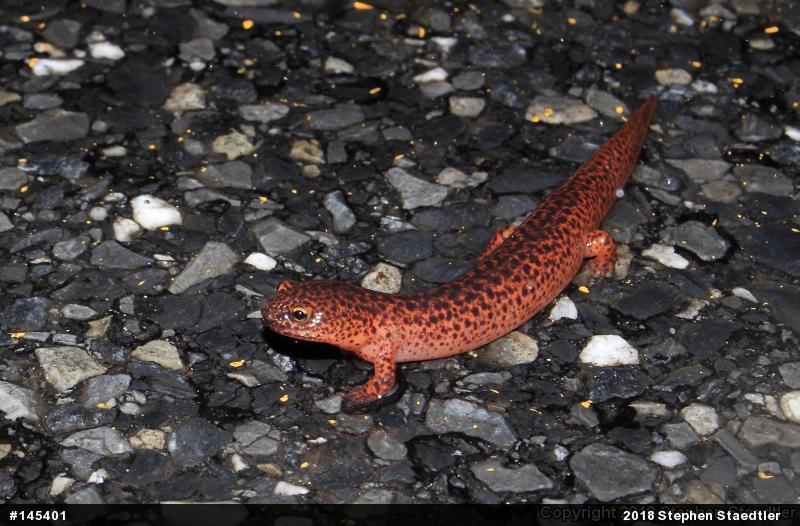 Northern Red Salamander