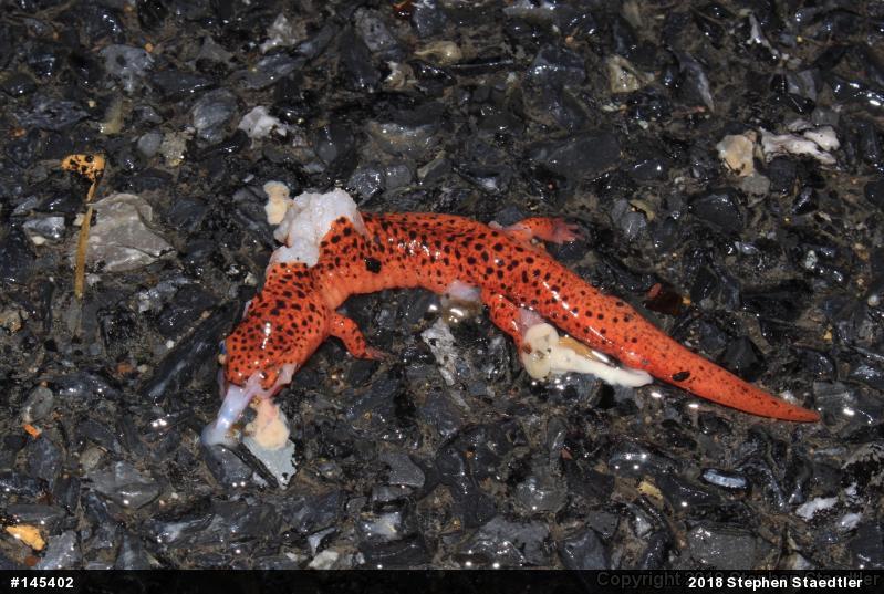 Northern Red Salamander