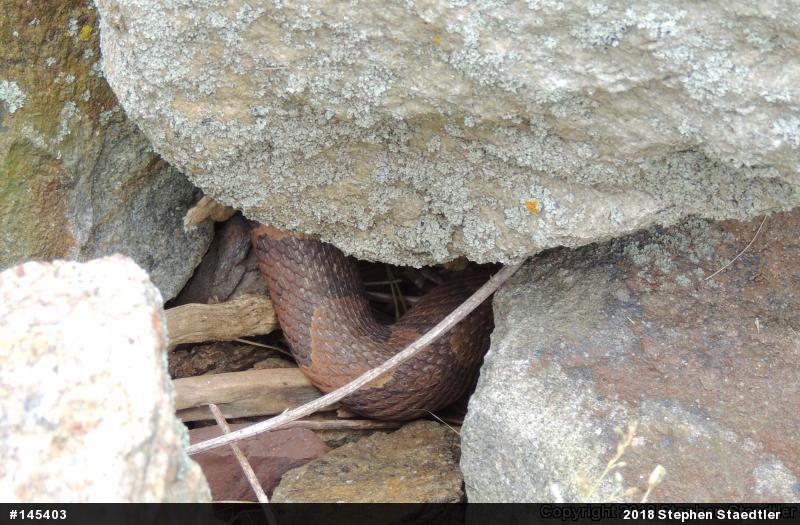 Northern Copperhead