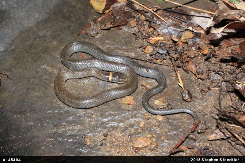 Northern Ring-necked Snake