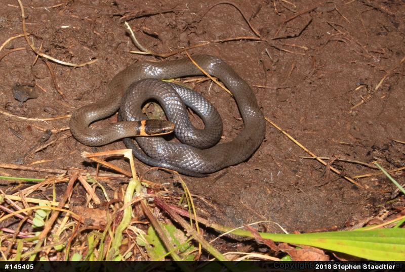 Northern Ring-necked Snake
