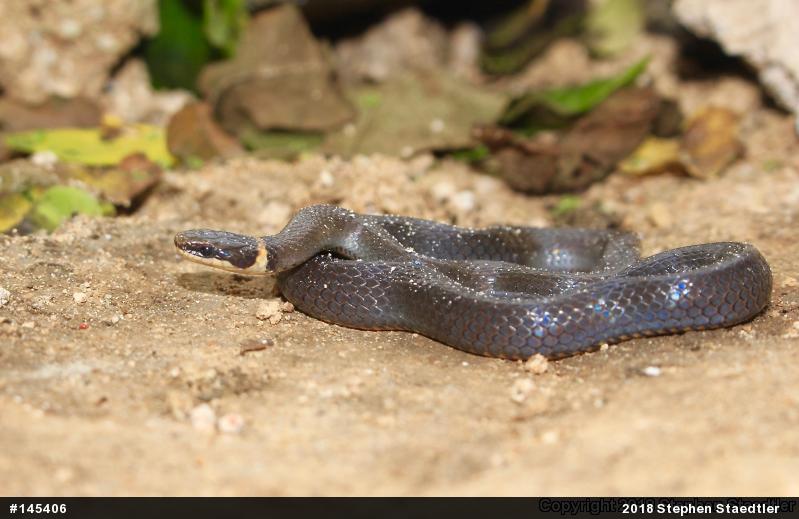 Northern Ring-necked Snake
