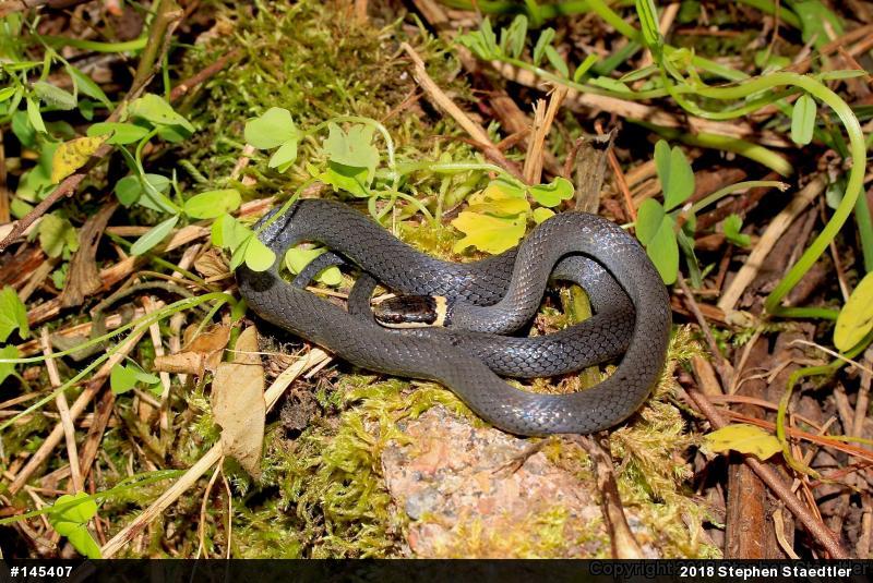 Northern Ring-necked Snake