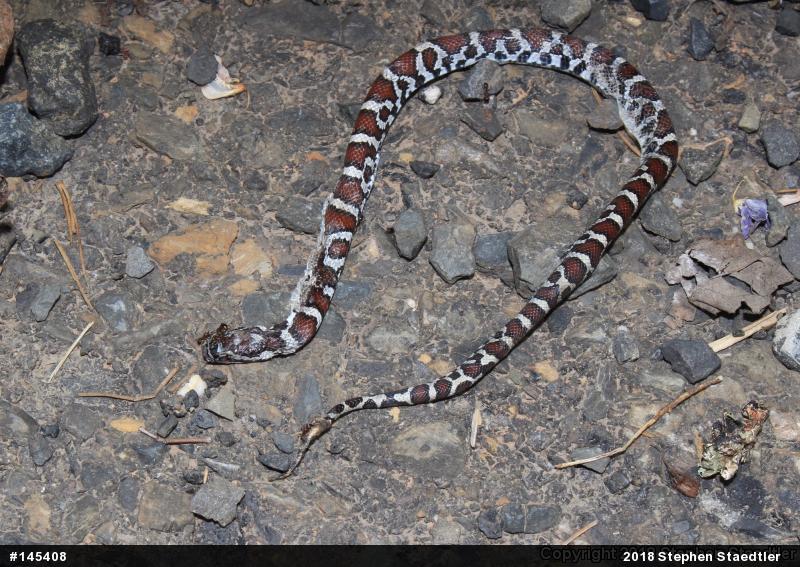 Eastern Milksnake