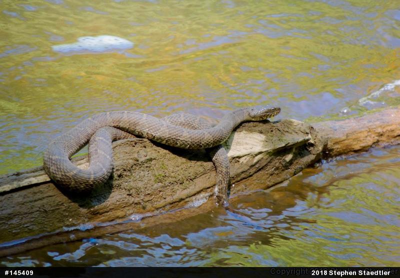 Northern Watersnake