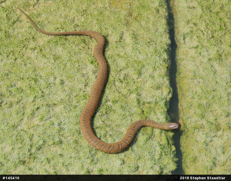 Northern Watersnake