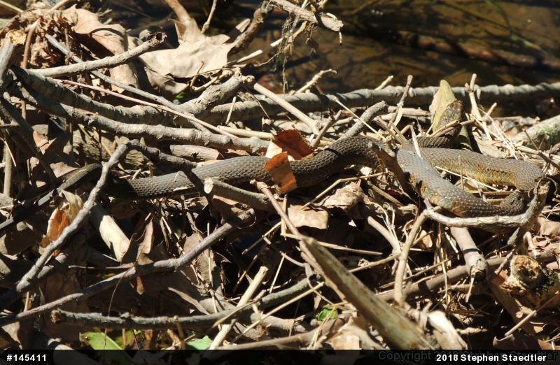 Northern Watersnake