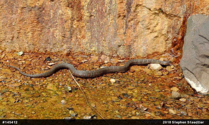 Northern Watersnake