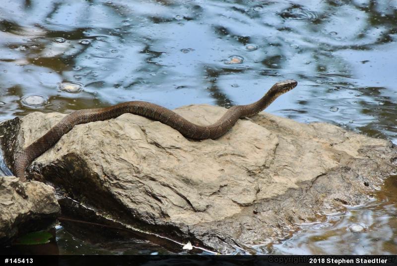 Northern Watersnake
