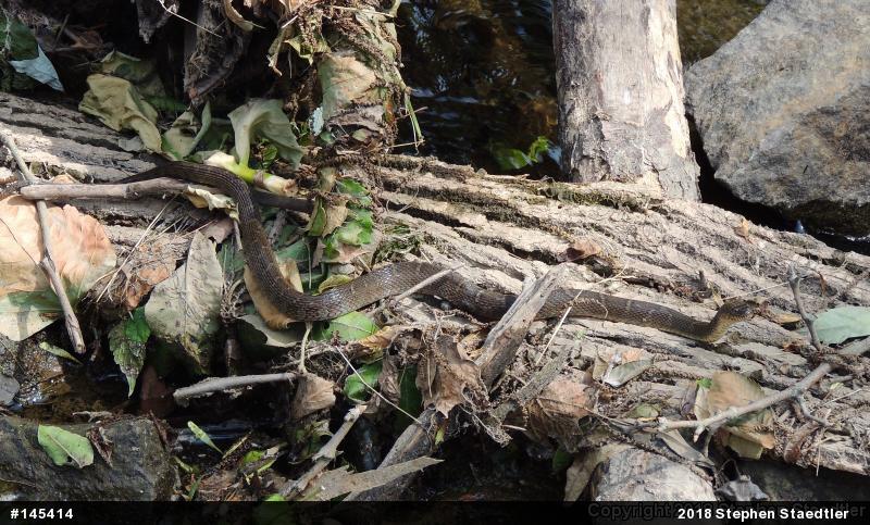 Northern Watersnake
