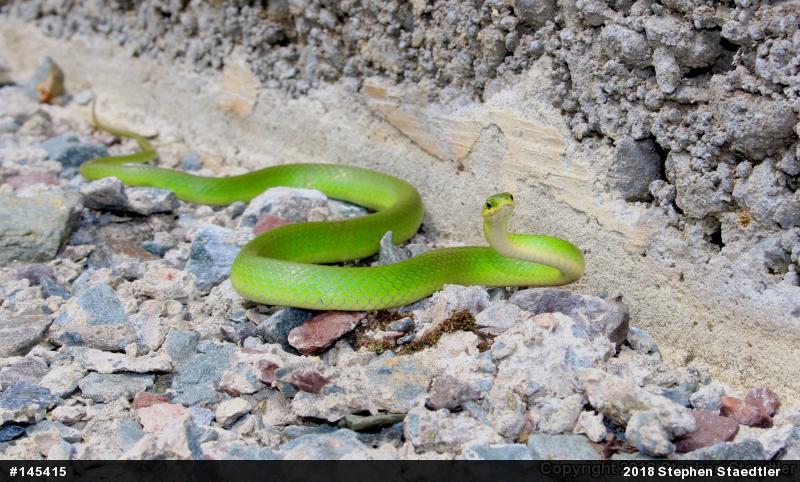 Smooth Greensnake