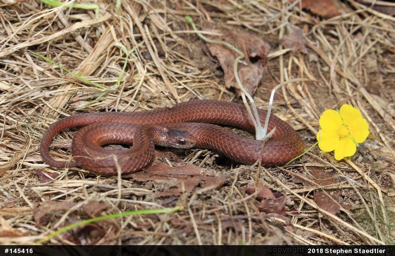 Red-bellied Snake