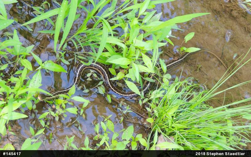 Eastern Gartersnake