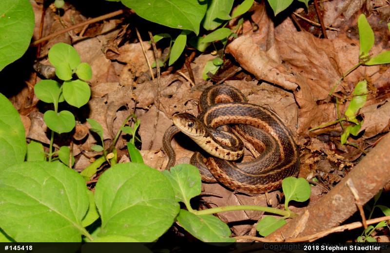 Eastern Gartersnake