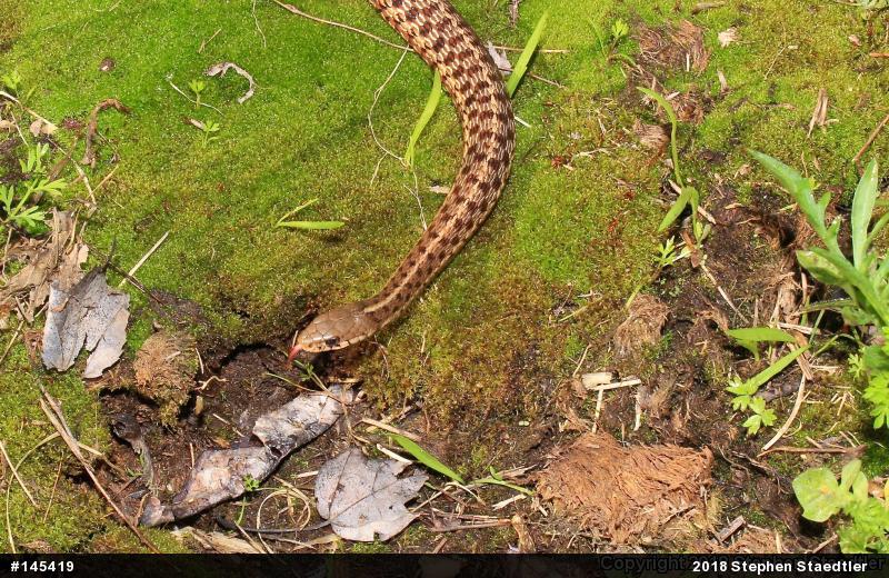 Eastern Gartersnake
